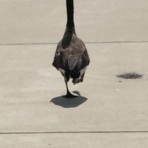 Meet your Posher, Ann